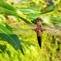 Стрекоза :: Любовь Сахарова