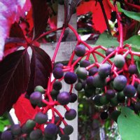 Девичий виноград :: Людмила Смородинская