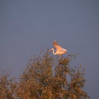 **** :: Елизавета .