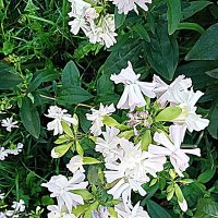 Цветы. :: Владимир Драгунский Цветы. :: Владимир Драгунский