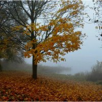 Осенний туман :: Aleksandr Gal