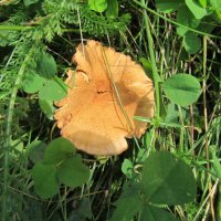 за городом :: Елена Шаламова