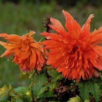 Осеннее увядание. :: Татьяна Помогалова