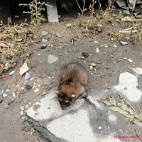 Раньше для опытов использовали крыс и мышей, теперь - пенсионеров! :: Андрей Заломленков