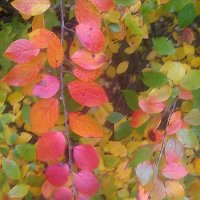 Осеннее :: Елена Семигина Осеннее :: Елена Семигина