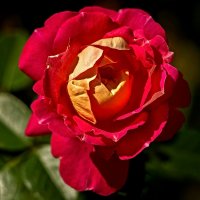 3982 :: Alex . 3982 :: Alex .