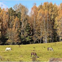 Осенний пейзаж :: Валерия Комова