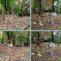 Волки :: Нина Бутко Волки :: Нина Бутко