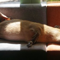 Сиеста капибары :: Наталия Григорьева