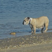 Случается и без настроения... :: Алекс Б-в