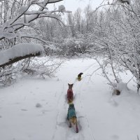 Зимние прогулки :: Anna Ivanova