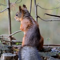 *** :: Александр Зуев