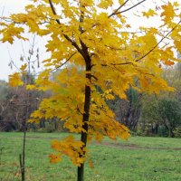 Уж роща отряхает последние листы с нагих своих ветвей... :: Galina Solovova