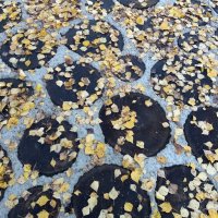 Осенняя тропинка похожа на мозаику :: Galina Solovova Осенняя тропинка похожа на мозаику :: Galina Solovova