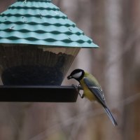 Синица на кормушке :: Иван Ермен