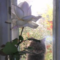 Проникновенный взгляд :) :: Наталья 