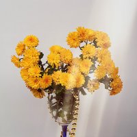 Жёлтые хризантемы :: Светлана Ищенко