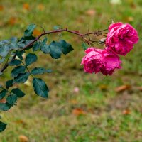 последние краски осени :: Дмитрий Лупандин