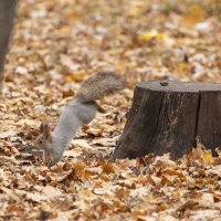 и опять прыг,скок :: Ирина Милонова