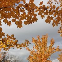 Осень в городе :: Оксана Новик 
