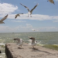 Чайки :: Оксана Новик 