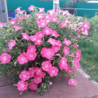 ПЕТУНИИ :: СЕРГЕЙ ФИЛОЧКИН