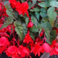 БЕГОНИЯ :: СЕРГЕЙ ФИЛОЧКИН