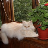 МОЙ ДОМ :: Венера Чуйкова