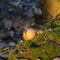 - :: Татьяна Венцель