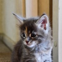 Малыш - Мейн-кун :: Владимир Звягин