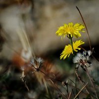 Осень... :: Николай Саржанов