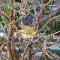 Пеночка :: Татьяна Венцель