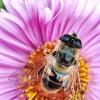 Последние (осенние) букашки 2025 :: AZ east3