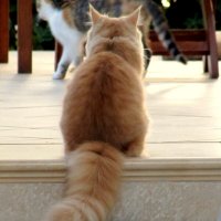 Шикарный хвост. :: жанна нечаева Шикарный хвост. :: жанна нечаева