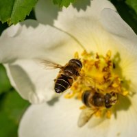 Журчалочки... :: Николай Гирш Журчалочки... :: Николай Гирш