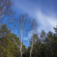 Нагие и лишённые стыда :: Дмитрий Костоусов