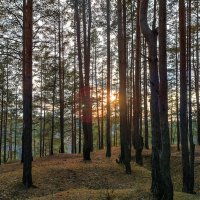 И лес замрёт, готовый к зимней спячке :: Дмитрий Костоусов