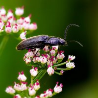 жук :: Laryan1 жук :: Laryan1