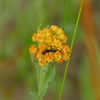 из жизни насекомых 2 :: Александр Прокудин из жизни насекомых 2 :: Александр Прокудин