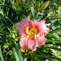 Лилейник. :: Ирина ***