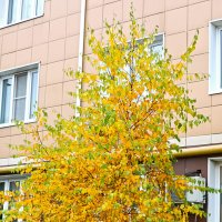 Золотая осень под окном :: Светлана 