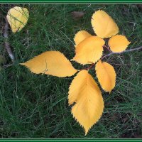 Осенний этюд :: Ольга Довженко