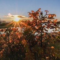 Закатное солнышко :: Galina Закатное солнышко :: Galina