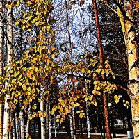 Октябрь...Березы не сдаются поздней осени! :: Владимир 