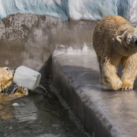 Белый :: SanSan 