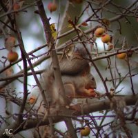 Сбор урожая :: Любовь Сахарова Сбор урожая :: Любовь Сахарова