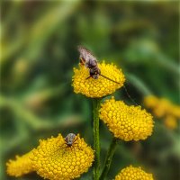 Последние (осенние) букашки 2025 :: AZ east3 Последние (осенние) букашки 2025 :: AZ east3