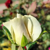 Юная роза :: Татьяна Лютаева