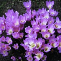 Во всей красе :: Людмила Смородинская Во всей красе :: Людмила Смородинская