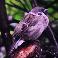 Объелся :: Людмила Смородинская